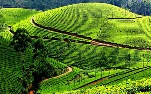 munnar2